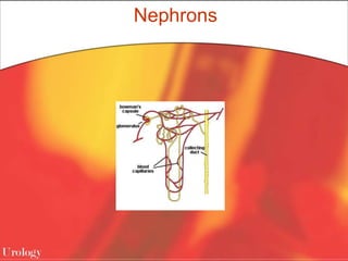Nephrons
 