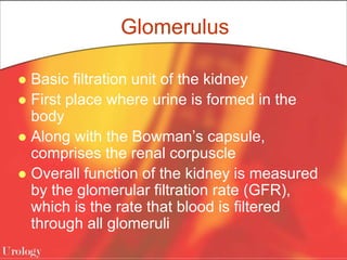 Glomerulus
 Basic filtration unit of the kidney
 First place where urine is formed in the
body
 Along with the Bowman’s capsule,
comprises the renal corpuscle
 Overall function of the kidney is measured
by the glomerular filtration rate (GFR),
which is the rate that blood is filtered
through all glomeruli
 