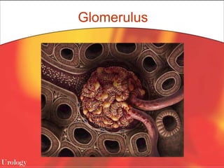 Glomerulus
 