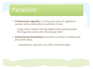 Parasites
 Trichomonas vaginalis: is a frequent cause of vaginitis in
women and occasionally of urethritis in men
Large cells e rapidly moving flagella that quickly propel
the organism across the microscopic field
 Schistosoma hematobium: extremly common in middle east
and north africa
Charateristic parasitic ova with a terminal spike
 