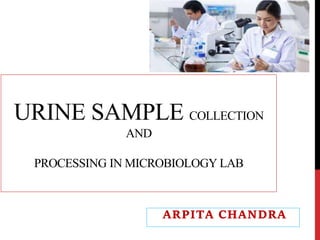 URINE SAMPLE COLLECTION
AND
PROCESSING IN MICROBIOLOGY LAB
ARPITA CHANDRA
 
