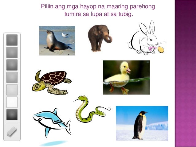 Mga Hayop Na Nabubuhay Sa Tubig At Lupa