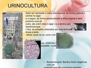 URINOCULTURA
     Após ser semeado o meio (semeadura: de forma vertical e
     central no ágar
     e a seguir, de forma perpendicular à linha original e bem
     próxima uma da
     outra, ate cobrir todo o ágar ) e a lamina para realização da
     bacterioscopia
     (10µL da amostra colocados em uma lamina previamente
     limpa e seca,
      deixar secar ao ar, corar com Gram)

     Foi identificado:
     • meio de cultura : Colónias amarelas
     a azuis esbranquiçadas, muitas vezes
     Mucoides




                       • Bacterioscopia: Bacilos Gram negativos
                         com um
 