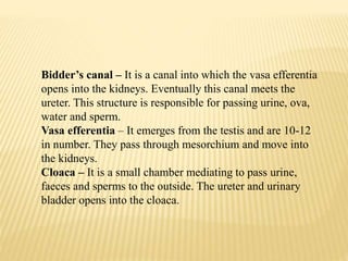 Bidder’s canal – It is a canal into which the vasa efferentia
opens into the kidneys. Eventually this canal meets the
ureter. This structure is responsible for passing urine, ova,
water and sperm.
Vasa efferentia – It emerges from the testis and are 10-12
in number. They pass through mesorchium and move into
the kidneys.
Cloaca – It is a small chamber mediating to pass urine,
faeces and sperms to the outside. The ureter and urinary
bladder opens into the cloaca.
 