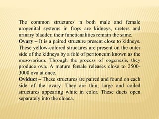 The common structures in both male and female
urogenital systems in frogs are kidneys, ureters and
urinary bladder, their functionalities remain the same.
Ovary – It is a paired structure present close to kidneys.
These yellow-colored structures are present on the outer
side of the kidneys by a fold of peritoneum known as the
mesovarium. Through the process of oogenesis, they
produce ova. A mature female releases close to 2500-
3000 ova at once.
Oviduct – These structures are paired and found on each
side of the ovary. They are thin, large and coiled
structures appearing white in color. These ducts open
separately into the cloaca.
 