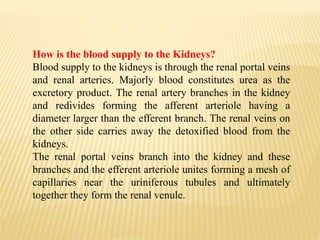 How is the blood supply to the Kidneys?
Blood supply to the kidneys is through the renal portal veins
and renal arteries. Majorly blood constitutes urea as the
excretory product. The renal artery branches in the kidney
and redivides forming the afferent arteriole having a
diameter larger than the efferent branch. The renal veins on
the other side carries away the detoxified blood from the
kidneys.
The renal portal veins branch into the kidney and these
branches and the efferent arteriole unites forming a mesh of
capillaries near the uriniferous tubules and ultimately
together they form the renal venule.
 
