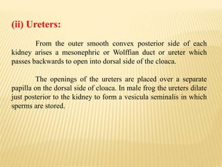 (ii) Ureters:
From the outer smooth convex posterior side of each
kidney arises a mesonephric or Wolffian duct or ureter which
passes backwards to open into dorsal side of the cloaca.
The openings of the ureters are placed over a separate
papilla on the dorsal side of cloaca. In male frog the ureters dilate
just posterior to the kidney to form a vesicula seminalis in which
sperms are stored.
 