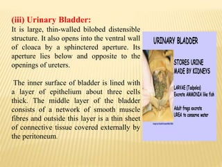 (iii) Urinary Bladder:
It is large, thin-walled bilobed distensible
structure. It also opens into the ventral wall
of cloaca by a sphinctered aperture. Its
aperture lies below and opposite to the
openings of ureters.
The inner surface of bladder is lined with
a layer of epithelium about three cells
thick. The middle layer of the bladder
consists of a network of smooth muscle
fibres and outside this layer is a thin sheet
of connective tissue covered externally by
the peritoneum.
 
