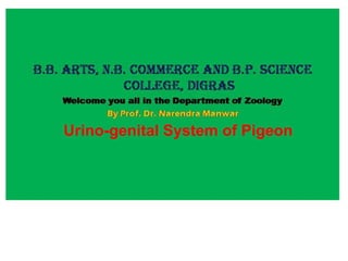 Urino-genital System of Pigeon
 