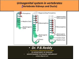 Urinogenital system in vertebrates
(Vertebrate Kidneys and Ducts)
• Dr. P.B.Reddy
• M.Sc,M.Phil,Ph.D, FIMRF,FICER,FSLSc,FISZS,FISQEM
• PG DEPARTMENT OF ZOOLOGY
• GOVERTNAMENT PG COLLEGE, RATLAM.M.P
• reddysirr@gmail.com
 