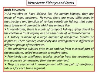 Vertebrate Kidneys and Ducts
Basic Structure:
 All vertebrates have kidneys like the human kidneys, they are
made of many nephrons. However, there are many differences in
the structure and function of various vertebrate kidneys that adapt
them to the environment in which the animals live.
In vertebrates, there is a pair of compact kidneys, lying dorsal to
the coelom in trunk region, one on either side of vertebral column.
 A kidney is made of a large number of uriniferous tubules or
nephrons. Their number, complexity and arrangement is different in
different groups of vertebrates.
 The uriniferous tubules arise in an embryo from a special part of
the mesoderm, called mesomere or nephrotome.
 Primitively the uriniferous tubules develop from the nephrotome
in a sequence commencing from the anterior end.
 They are segmental in arrangement with one pair of uriniferous
tubules for each trunk segment.
 