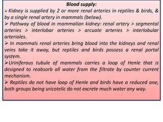 Blood supply:
 Kidney is supplied by 2 or more renal arteries in reptiles & birds, &
by a single renal artery in mammals (below).
 Pathway of blood in mammalian kidney: renal artery > segmental
arteries > interlobar arteries > arcuate arteries > interlobular
arterioles.
 In mammals renal arteries bring blood into the kidneys and renal
veins take it away, but reptiles and birds possess a renal portal
system.
Uriniferous tubule of mammals carries a loop of Henle that is
designed to reabsorb all water from the filtrate by counter current
mechanism.
 Reptiles do not have loop of Henle and birds have a reduced one,
both groups being uricotelic do not excrete much water any way.
 