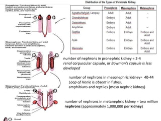 number of nephrons in mesonephric kidney= 40-44
Loop of Henle is absent in fishes,
amphibians and reptiles (meso nephric kidney)
number of nephrons in pronephric kidney = 2-4
renal corpuscular capsule, or Bowman's capsule is less
developed
number of nephrons in metanephric kidney = two million
nephrons (approximately 1,000,000 per kidney)
 
