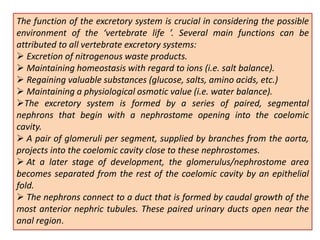 The function of the excretory system is crucial in considering the possible
environment of the ‘vertebrate life ’. Several main functions can be
attributed to all vertebrate excretory systems:
 Excretion of nitrogenous waste products.
 Maintaining homeostasis with regard to ions (i.e. salt balance).
 Regaining valuable substances (glucose, salts, amino acids, etc.)
 Maintaining a physiological osmotic value (i.e. water balance).
The excretory system is formed by a series of paired, segmental
nephrons that begin with a nephrostome opening into the coelomic
cavity.
 A pair of glomeruli per segment, supplied by branches from the aorta,
projects into the coelomic cavity close to these nephrostomes.
 At a later stage of development, the glomerulus/nephrostome area
becomes separated from the rest of the coelomic cavity by an epithelial
fold.
 The nephrons connect to a duct that is formed by caudal growth of the
most anterior nephric tubules. These paired urinary ducts open near the
anal region.
 