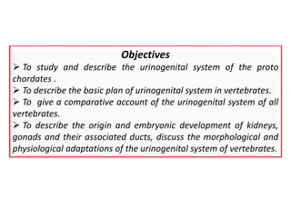 Objectives
 To study and describe the urinogenital system of the proto
chordates .
 To describe the basic plan of urinogenital system in vertebrates.
 To give a comparative account of the urinogenital system of all
vertebrates.
 To describe the origin and embryonic development of kidneys,
gonads and their associated ducts, discuss the morphological and
physiological adaptations of the urinogenital system of vertebrates.
 