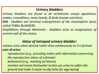 Urinary bladders
Urinary bladders are found in all vertebrates except agnathans,
snakes, crocodilians, some lizards, & birds (except ostriches).
Fish - bladders are terminal enlargements of the mesonephric ducts
called TUBAL BLADDERS.
Amphibians through Mammals - bladders arise as evaginations of
ventral wall of the cloaca.
Value of tetrapod urinary bladder:
release urine when desired rather than continuously as it is formed
uses of urine:
reproduction (e.g., providing males with information concerning
the reproductive status of a female)
behavioral (e.g., marking territories)
moisten soil (some freshwater turtles use urine to soften the
ground and make it easier to dig holes for egg-laying)
 