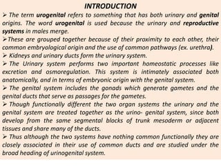 INTRODUCTION
 The term urogenital refers to something that has both urinary and genital
origins. The word urogenital is used because the urinary and reproductive
systems in males merge.
These are grouped together because of their proximity to each other, their
common embryological origin and the use of common pathways (ex. urethra).
 Kidneys and urinary ducts form the urinary system.
 The Urinary system performs two important homeostatic processes like
excretion and osmoregulation. This system is intimately associated both
anatomically, and in terms of embryonic origin with the genital system.
 The genital system includes the gonads which generate gametes and the
genital ducts that serve as passages for the gametes.
 Though functionally different the two organ systems the urinary and the
genital system are treated together as the urino- genital system, since both
develop from the same segmental blocks of trunk mesoderm or adjacent
tissues and share many of the ducts.
 Thus although the two systems have nothing common functionally they are
closely associated in their use of common ducts and are studied under the
broad heading of urinogenital system.
 