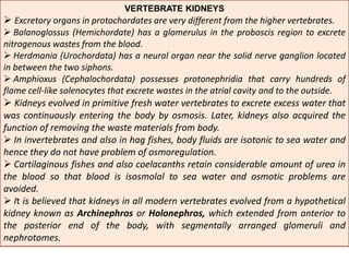 VERTEBRATE KIDNEYS
 Excretory organs in protochordates are very different from the higher vertebrates.
 Balanoglossus (Hemichordate) has a glomerulus in the proboscis region to excrete
nitrogenous wastes from the blood.
 Herdmania (Urochordata) has a neural organ near the solid nerve ganglion located
in between the two siphons.
 Amphioxus (Cephalochordata) possesses protonephridia that carry hundreds of
flame cell-like solenocytes that excrete wastes in the atrial cavity and to the outside.
 Kidneys evolved in primitive fresh water vertebrates to excrete excess water that
was continuously entering the body by osmosis. Later, kidneys also acquired the
function of removing the waste materials from body.
 In invertebrates and also in hag fishes, body fluids are isotonic to sea water and
hence they do not have problem of osmoregulation.
 Cartilaginous fishes and also coelacanths retain considerable amount of urea in
the blood so that blood is isosmolal to sea water and osmotic problems are
avoided.
 It is believed that kidneys in all modern vertebrates evolved from a hypothetical
kidney known as Archinephros or Holonephros, which extended from anterior to
the posterior end of the body, with segmentally arranged glomeruli and
nephrotomes.
 