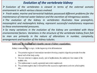 Evolution of the vertebrate kidney
 Evolution of the vertebrates is viewed in terms of the external osmotic
environment in which various classes evolved.
 Fresh water, marine and terrestrial habitats possessed different problems for the
maintenance of internal water balance and the excretion of nitrogenous wastes.
 The evolution of the kidney in vertebrates illustrates how pronephric,
mesonephric and metanephric kidney, represent successful evolutionary responses
to these environmental pressures.
 So many variations in the evolution of the kidney are correlated with these
environmental factors. Variations in the structure of the vertebrate kidney from fish
to man are primarily in the nature of alterations in number, complexity,
arrangement and location of the kidney tubules.
 