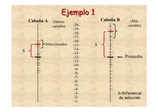 Ejemplo 1
    Cabaña A   (Menos                 Cabaña B      (Más
               variable)   -20-                   variable)
                           -19-
                           -18-
                           -17-
                           -16-
           Seleccionados   -15-   S
                           -14-
S                          -13-
                           -12-                  Promedio
                           -11-
                           -10-
                            -9-
                            -8-
                            -7-
                            -6-
                            -5-
                            -4-
                            -3-              S=Diferencial
                            -2-               de selección
                            -1-
 