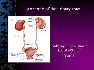 Akkshaya suresh kumar
BMS17091909
Year 2
Anatomy of the urinary tract
 