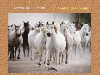Urmașii lui El - Zorab

El Zorab`s descendants

 