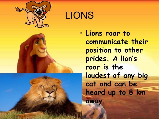 Which Big Cat Has Loudest Roar Which Big Cat Has Loudest Roar