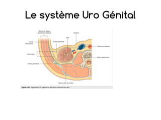 Le système Uro Génital
 