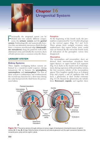 232
F
unctionally, the urogenital system can be
divided into two entirely different compo-
nents: the urinary system and the genital
system. Embryologically and anatomically, how-
ever,they are intimately interwoven.Both develop
from a common mesodermal ridge (intermedi-
ate mesoderm) along the posterior wall of the
abdominal cavity,and initially,the excretory ducts
of both systems enter a common cavity,the cloaca.
URINARY SYSTEM
Kidney Systems
Three slightly overlapping kidney systems are
formed in a cranial-to-caudal sequence during
intrauterine life in humans: the pronephros,
mesonephros, and metanephros. The ﬁrst of
these systems is rudimentary and nonfunctional;
the second may function for a short time during
the early fetal period; the third forms the perma-
nent kidney.
Pronephros
At the beginning of the fourth week, the pro-
nephros is represented by 7 to 10 solid cell groups
in the cervical region (Figs. 16.1 and 16.2).
These groups form vestigial excretory units,
nephrotomes, that regress before more caudal
ones are formed. By the end of the fourth week,
all indications of the pronephric system have
disappeared.
Mesonephros
The mesonephros and mesonephric ducts are
derived from intermediate mesoderm from
upper thoracic to upper lumbar (L3) segments
(Fig. 16.2). Early in the fourth week of develop-
ment,during regression of the pronephric system,
the ﬁrst excretory tubules of the mesonephros
appear.They lengthen rapidly, form an S-shaped
loop, and acquire a tuft of capillaries that will
form a glomerulus at their medial extremity
(Fig. 16.3A).Around the glomerulus, the tubules
form Bowman’s capsule, and together these
Chapter 16
Urogenital System
A B
Intra-
embryonic
cavity
Nephrotome
Dorsal
aorta
Paraxial mesoderm
Intermediate
mesoderm
Somatic
meso-
derm
Splanchnic
mesoderm
Somite
Internal
glomerulus
External
glomerulus
Endoderm
Nephric
tubule
Figure 16.1 Transverse sections through embryos at various stages of development showing formation of nephric
tubules. A. 21 days. B. 25 days. Note formation of external and internal glomeruli and the open connection between the
intraembryonic cavity and the nephric tubule.
Sadler_Chap16.indd 232Sadler_Chap16.indd 232 8/26/2011 7:24:29 AM8/26/2011 7:24:29 AM
 