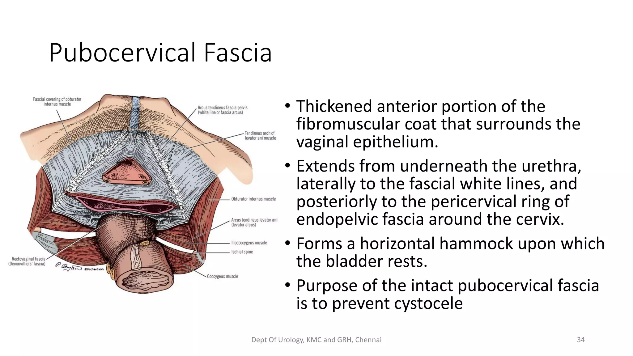 Uro Gynaecology Anatomy Pelvic Floor PDF uro-gynaecology-anatomy-pelvic-floor-pdf
