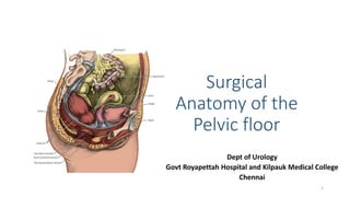 Surgical
Anatomy of the
Pelvic floor
Dept of Urology
Govt Royapettah Hospital and Kilpauk Medical College
Chennai
1
 