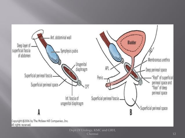 Pareunia Uro gynaecology- antomy of perineum | PDF