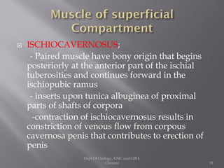 Uro gynaecology- antomy of perineum | PDF