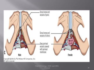 Pareunia Uro gynaecology- antomy of perineum | PDF