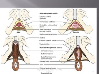 Pareunia Uro gynaecology- antomy of perineum | PDF