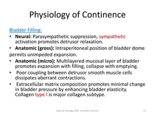 Physiology of Continence
Bladder Filling:
• Neural: Parasympathetic suppression, sympathetic
activation promotes detrusor relaxation.
• Anatomic (gross): Intraperitoneal position of bladder dome
permits unimpeded expansion.
• Anatomic (micro): Multilayered mucosal layer of bladder
promotes expansion with filling, collapse with emptying.
• Poor coupling between detrusor smooth muscle cells
dissipates aberrant contractions.
• Extracellular matrix composition promotes minimal change
in bladder pressure by enhancing bladder elasticity.
Collagen type I is major collagen subtype.
Dept Of Urology, KMC and GRH, Chennai 14
 