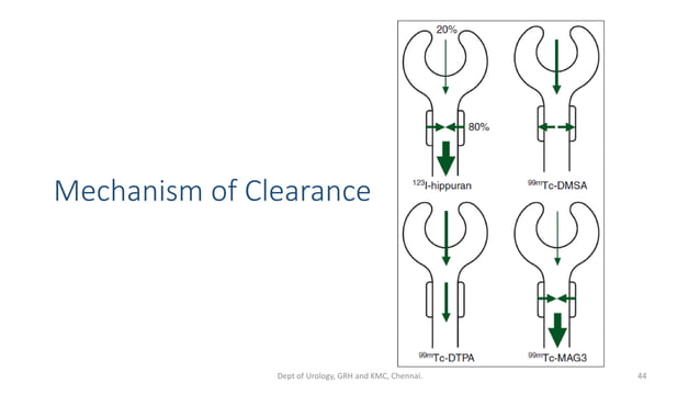 RENOGRAM | PDF | Blood Disorders | Diseases and Conditions