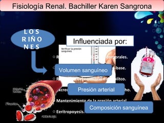 Fisiología Renal. Bachiller Karen Sangrona LOS RIÑONES Regulación de los líquidos corporales. Regulación del equilibrio acido-base. Regulacón del equilibrio electrolítco. Excreción de los productos de desecho. Mantenimiento de la presión arterial. Eeritropoyesis. Volumen sanguíneo Influenciada por: Presión arterial Composición sanguínea 