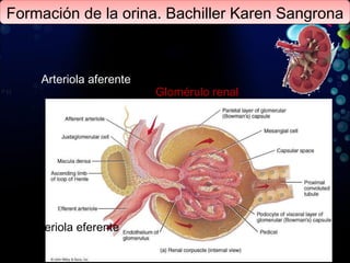 Formación de la orina. Bachiller Karen Sangrona Arteriola aferente Arteriola eferente Glomérulo renal 