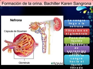 Formación de la orina. Bachiller Karen Sangrona La sangre llega a la nefrona Filtración en el glomérulo Paso del líquido filtrado Reabsorción de sustancias útiles Secreción desde la sangre hacia el líquido filtrado 