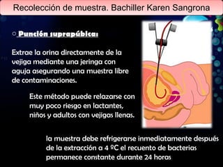 Recolección de muestra. Bachiller Karen Sangrona Punción suprapúbica: Extrae la orina directamente de la vejiga mediante una jeringa con aguja asegurando una muestra libre de contaminaciones.  Este método puede relazarse con muy poco riesgo en lactantes, niños y adultos con vejigas llenas. la muestra debe refrigerarse inmediatamente después de la extracción a 4 ºC el recuento de bacterias permanece constante durante 24 horas 