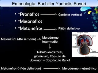 Embriología. Bachiller Yurihelis Saveri *Pronefros *Mesonefros *Metanefros Carácter vestigial Riñón definitivo Mesonefros (4ta semana) Mesodermo intermedio Túbulos excretores, glomérulo, Cápsula de Bowman = Corpúsculo Renal Metanefros (riñón definitivo)   Mesodermo metanéfrico 