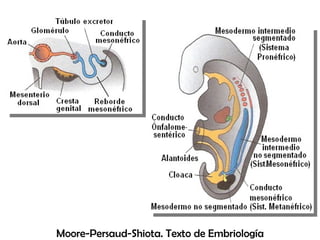 Moore-Persaud-Shiota. Texto de Embriología 