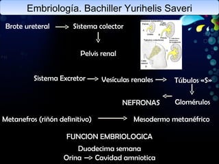 Embriología. Bachiller Yurihelis Saveri Brote ureteral  Sistema colector Pelvis renal Sistema Excretor  Glomérulos NEFRONAS Vesículas renales Túbulos «S» Metanefros (riñón definitivo) Mesodermo metanéfrico FUNCION EMBRIOLOGICA Duodecima semana Orina   Cavidad amniotica 