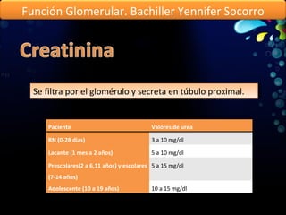 Se filtra por el glomérulo y secreta en túbulo proximal.  Función Glomerular. Bachiller Yennifer Socorro Paciente  Valores de urea RN (0-28 dias) 3 a 10 mg/dl Lacante (1 mes a 2 años) 5 a 10 mg/dl Prescolares(2 a 6,11 años) y escolares (7-14 años) 5 a 15 mg/dl Adolescente (10 a 19 años) 10 a 15 mg/dl 