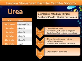 Glomérulo  40 a 80% filtrado Reabsorción de túbulos proximales Función Glomerular. Bachiller Yennifer Socorro R. N. valores 1 a 12 meses 0,1 a 0,3 mgs%  1 a 4 años 0,4 mgs% 5 a 6 años 0,6 mgs% 7 a 9 años 0,8 mgs% 10 a 13 años 0,9 mgs% 14 a 17 años 1 mgs% Pre-renal Deshidratación, shock Hipovolemia, insf. Cardiaca congestiva Catabolismo: fiebre, stress, quemaduras Renal Glomerulonefritis aguda y crónica Nefrosis necrotizante Esclerosis renal primaria o secundaria Post- renal Obstrucción de tracto renal 