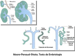 Moore-Persaud-Shiota. Texto de Embriología 