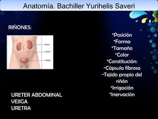 Anatomía. Bachiller Yurihelis Saveri RIÑONES: *Posición *Forma *Tamaño *Color *Constitución: Cápsula fibrosa Tejido propio del riñón *Irrigación *Inervación URETER ABDOMINAL VEJIGA URETRA 