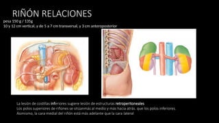 URO ANATO []1.pptx importancia de la anatomia en la urologia | PPTX