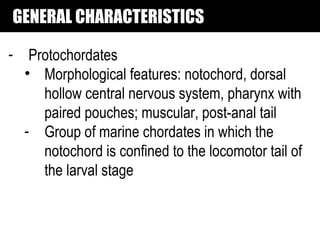 GENERAL CHARACTERISTICS

- Protochordates
  • Morphological features: notochord, dorsal
    hollow central nervous system, pharynx with
    paired pouches; muscular, post-anal tail
  - Group of marine chordates in which the
    notochord is confined to the locomotor tail of
    the larval stage
 